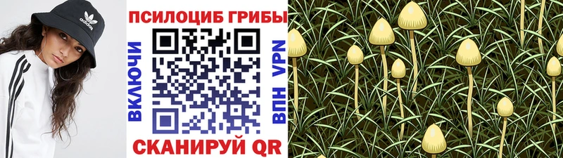 Псилоцибиновые грибы GOLDEN TEACHER Медынь